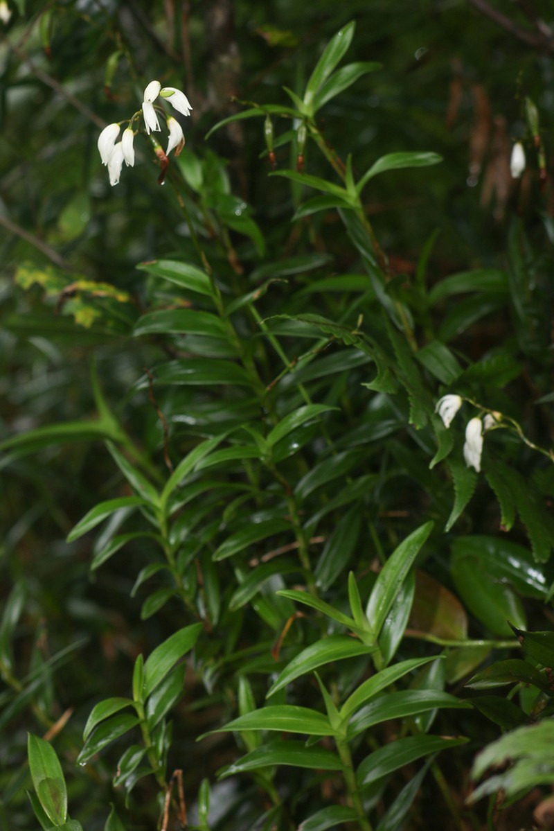 Parrotbeak Orchid photo 6