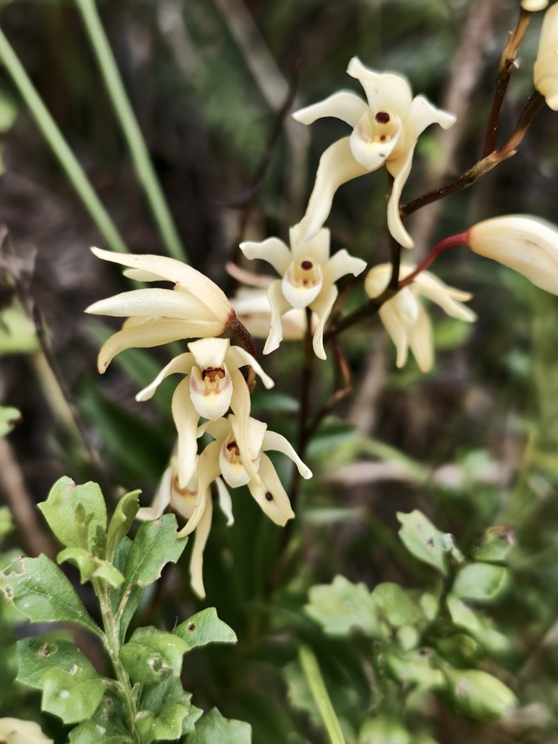 Parrotbeak Orchid photo 7