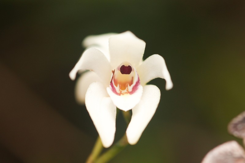Parrotbeak Orchid photo 8