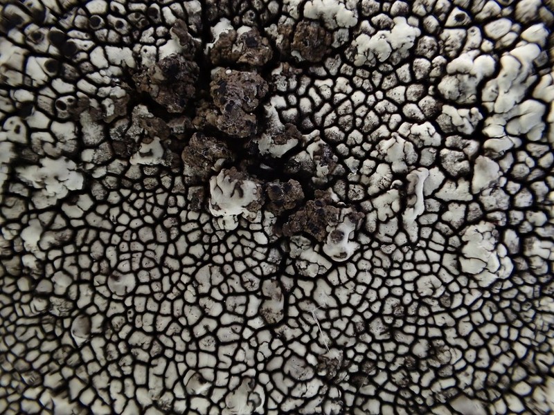 California Mountain Lichen