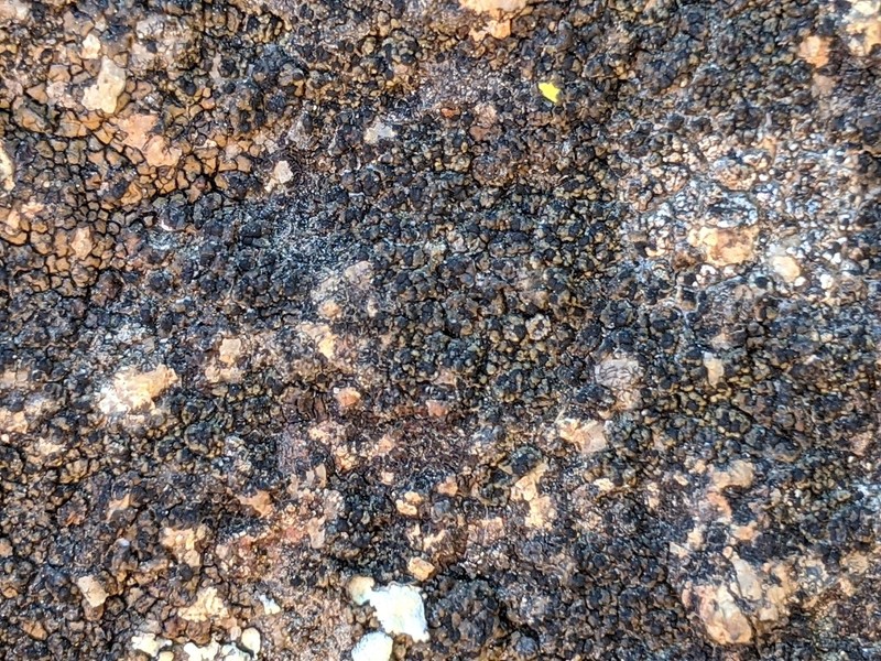 California Mountain Lichen photo 3