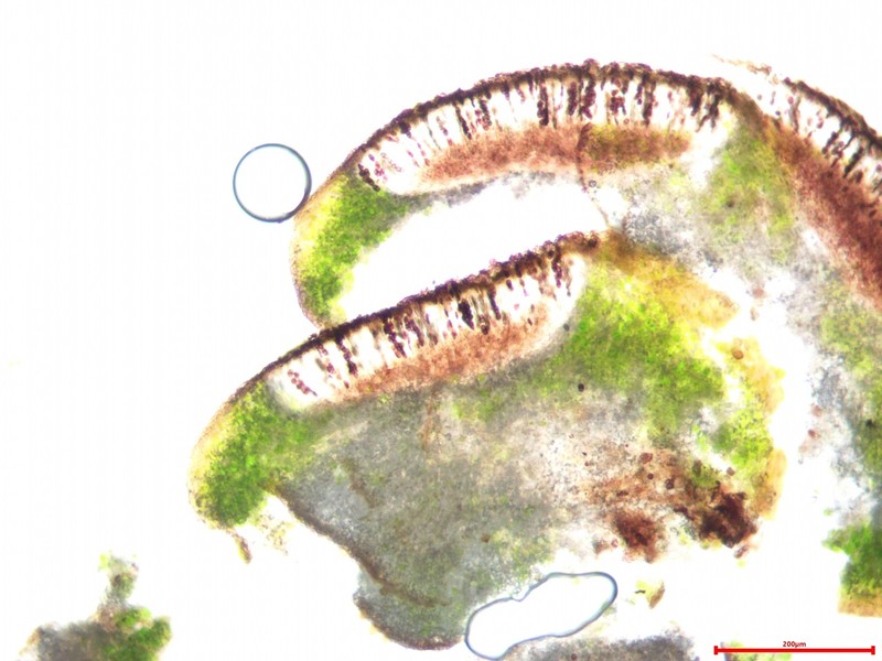 California Mountain Lichen photo 4