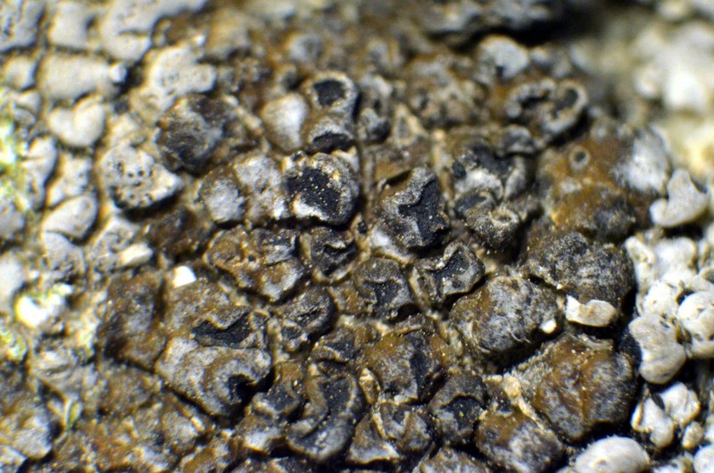 California Mountain Lichen photo 6