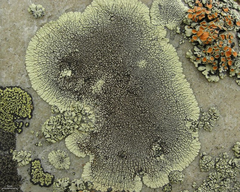 Mountain Lichen