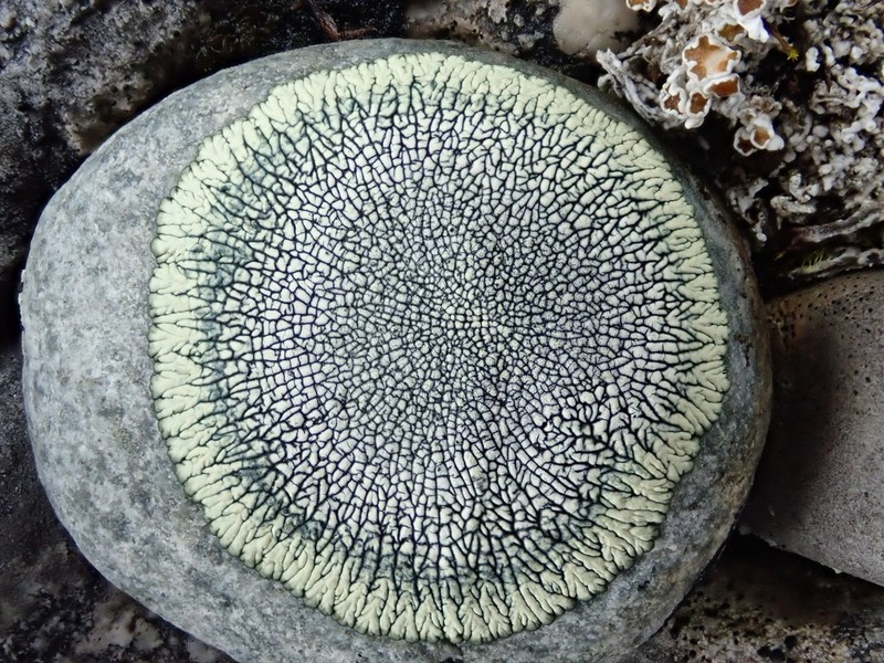 Mountain Lichen