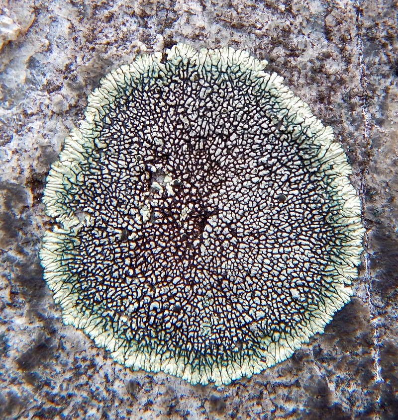 Mountain Lichen photo 2