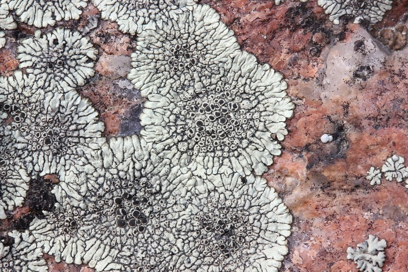 Mountain Lichen photo 3