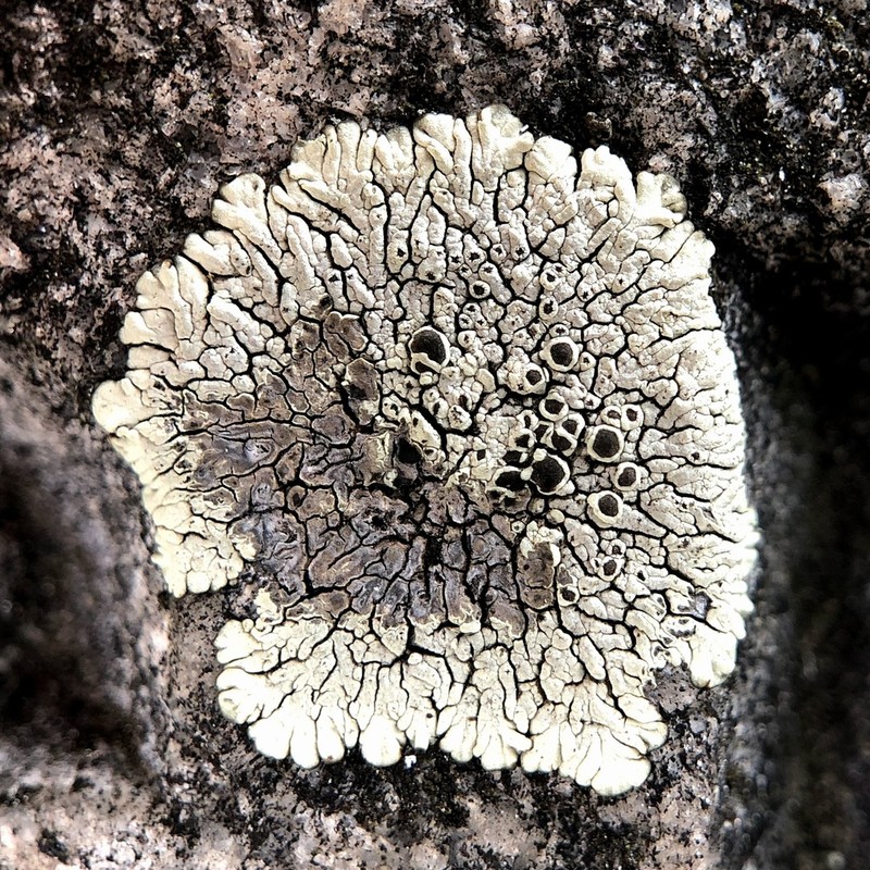 Mountain Lichen photo 4