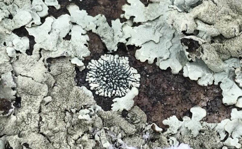 Mountain Lichen photo 5