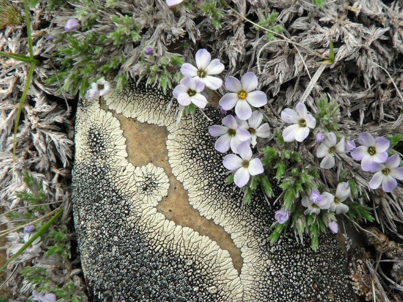 Mountain Lichen photo 6