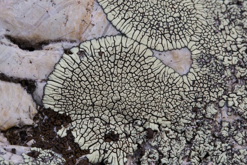 Mountain Lichen photo 7