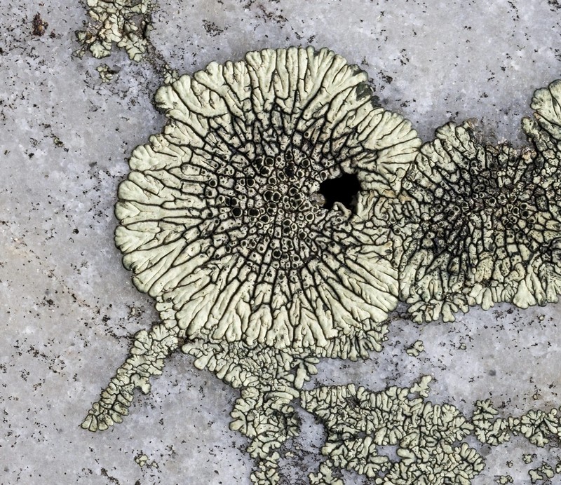 Mountain Lichen photo 8