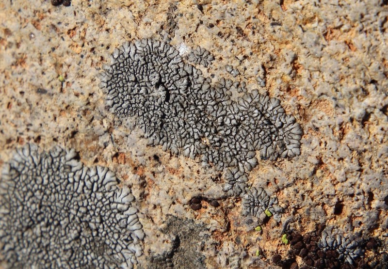 Mountain Lichen