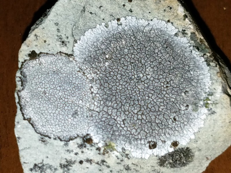 Mountain Lichen photo 2