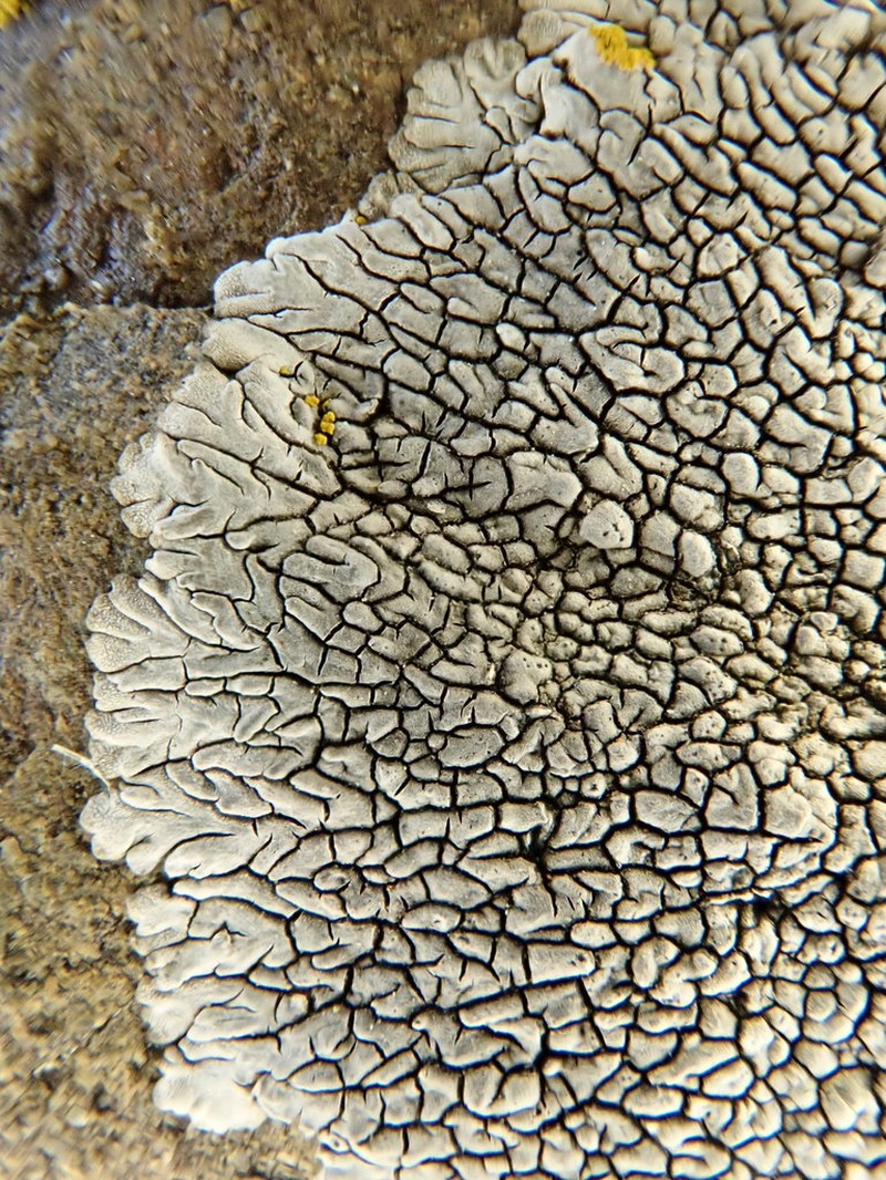 Mountain Lichen photo 3