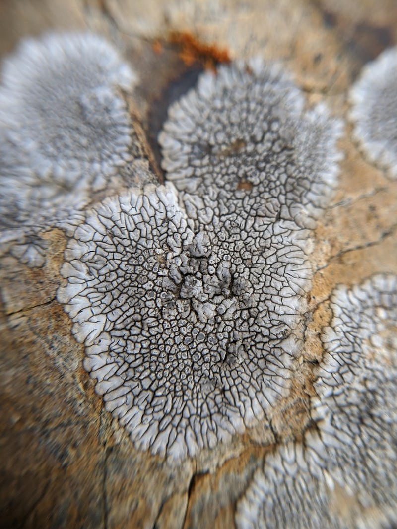 Mountain Lichen photo 4