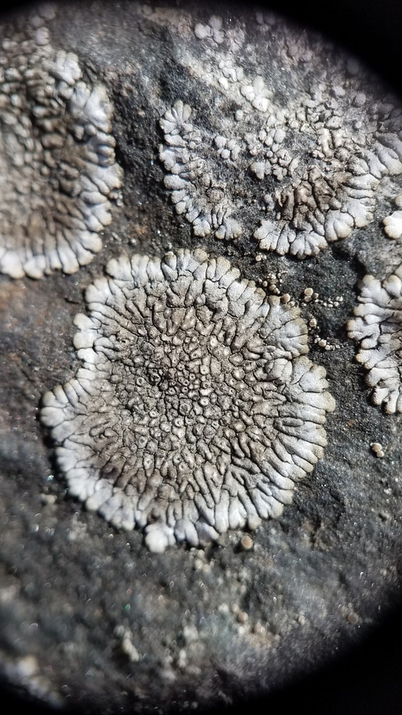 Mountain Lichen photo 5