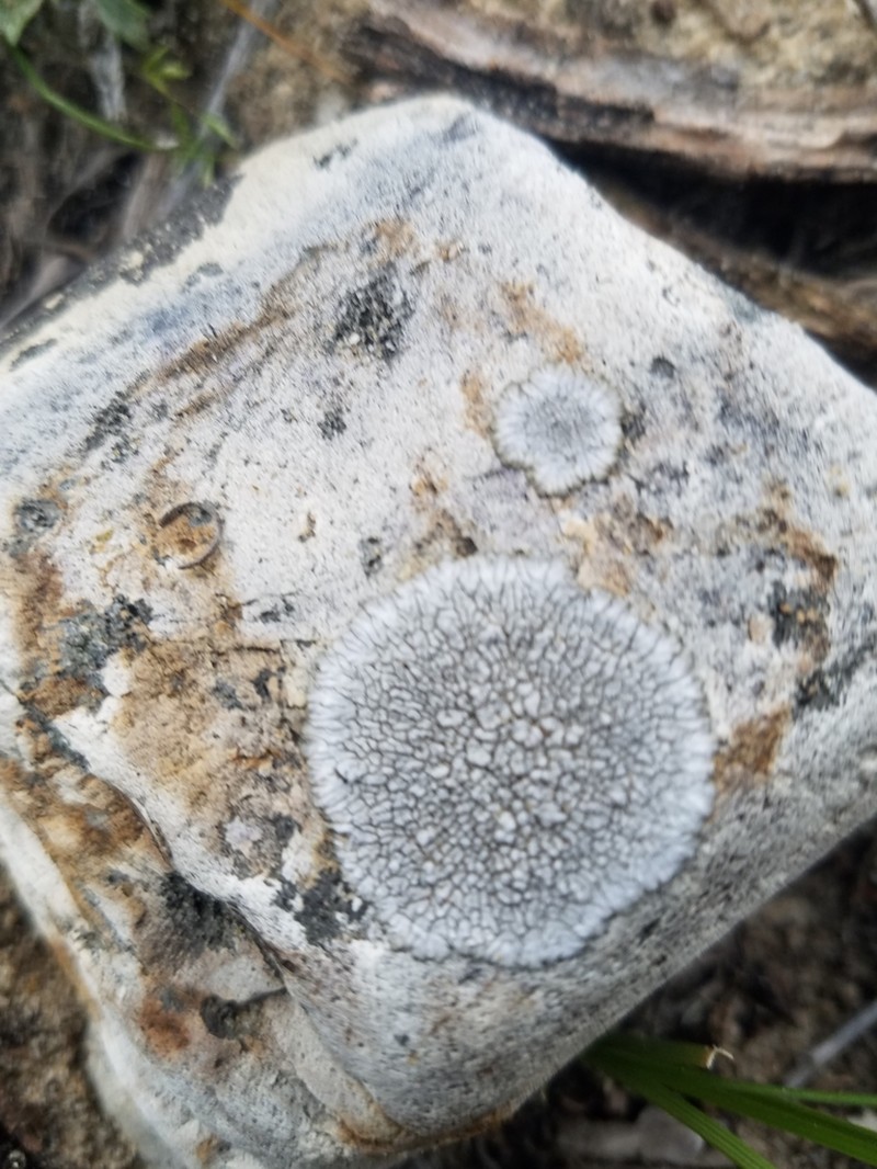 Mountain Lichen photo 6