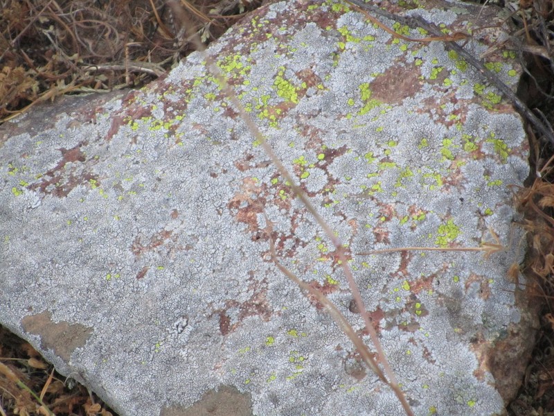 Mountain Lichen photo 7