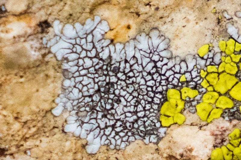 Mountain Lichen photo 8