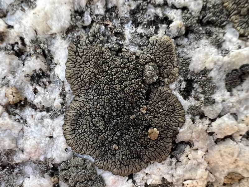 Mountain Lichen
