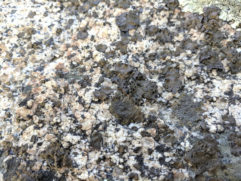 Mountain Lichen photo 2