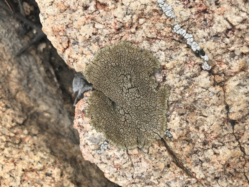 Mountain Lichen photo 3