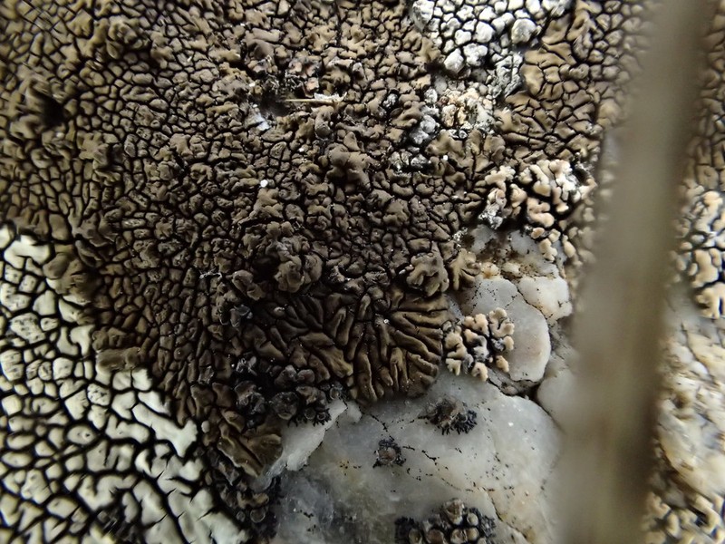 Mountain Lichen photo 4