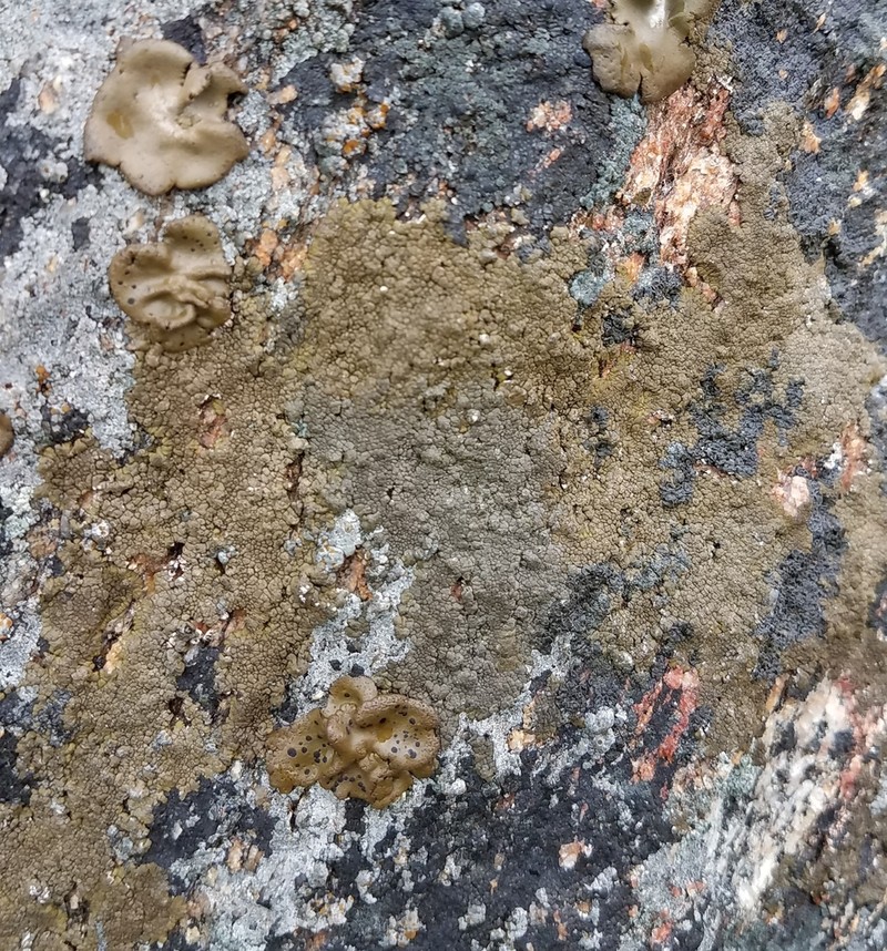 Mountain Lichen photo 6