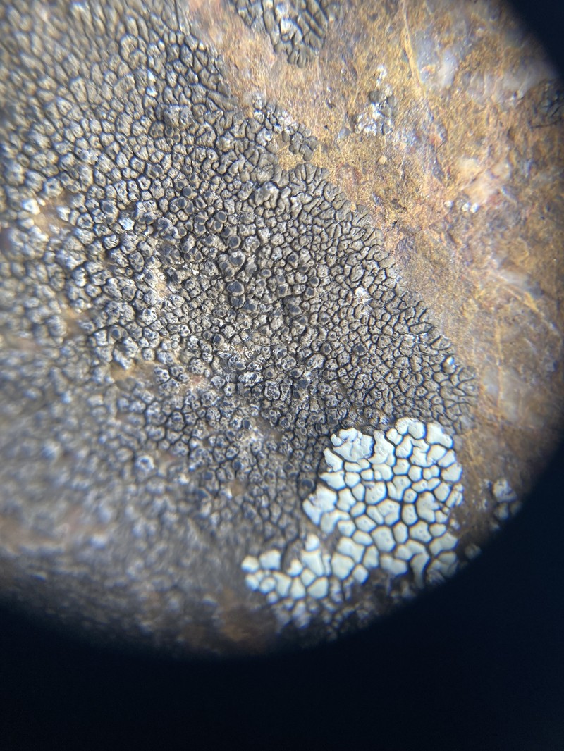 Mountain Lichen photo 7