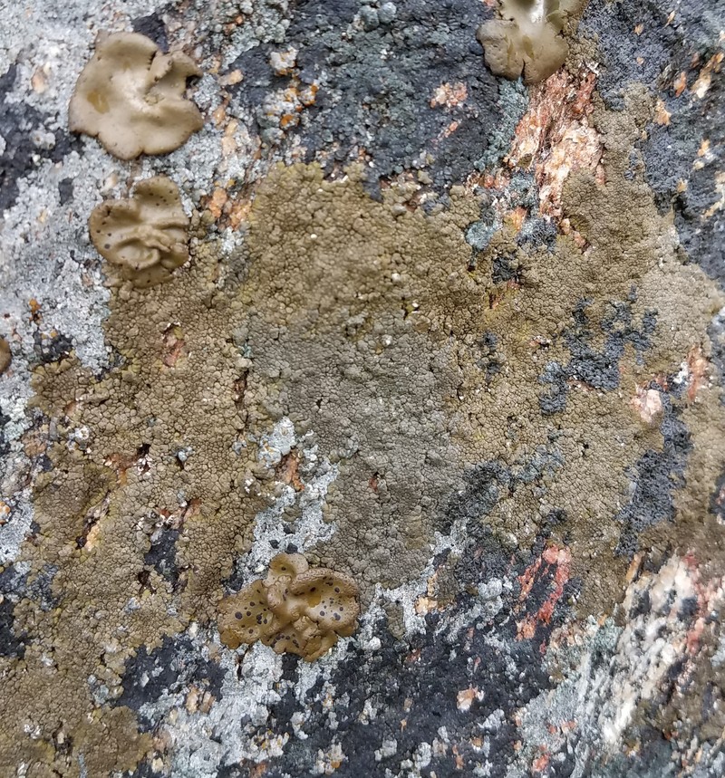 Mountain Lichen photo 8