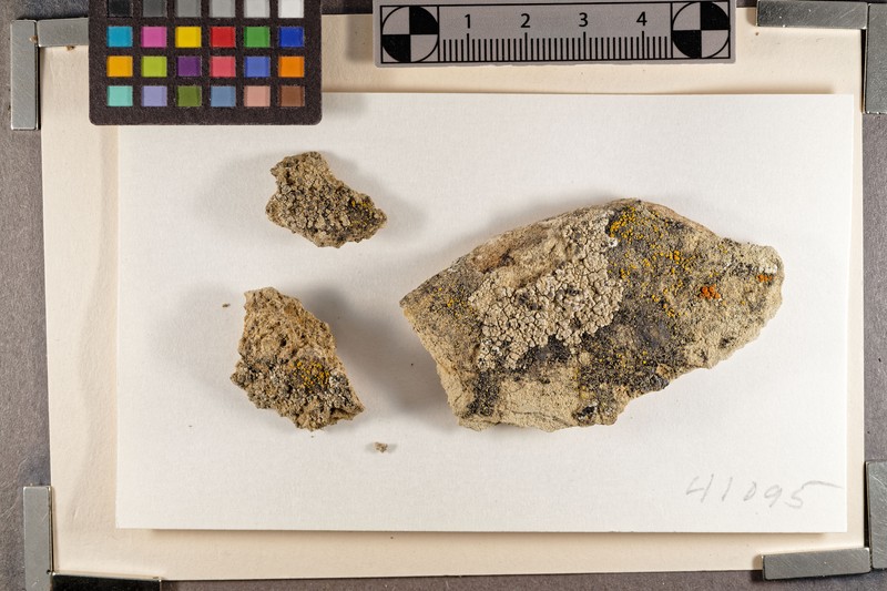 Weber's Mountain Lichen