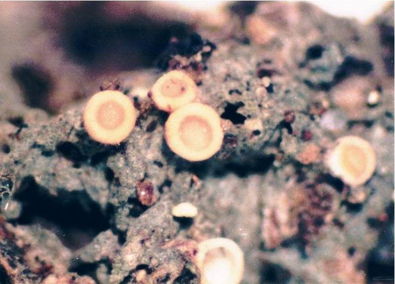 Dimerella Lichen