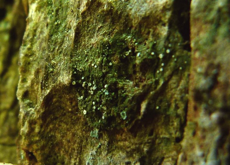 Dimerella Lichen