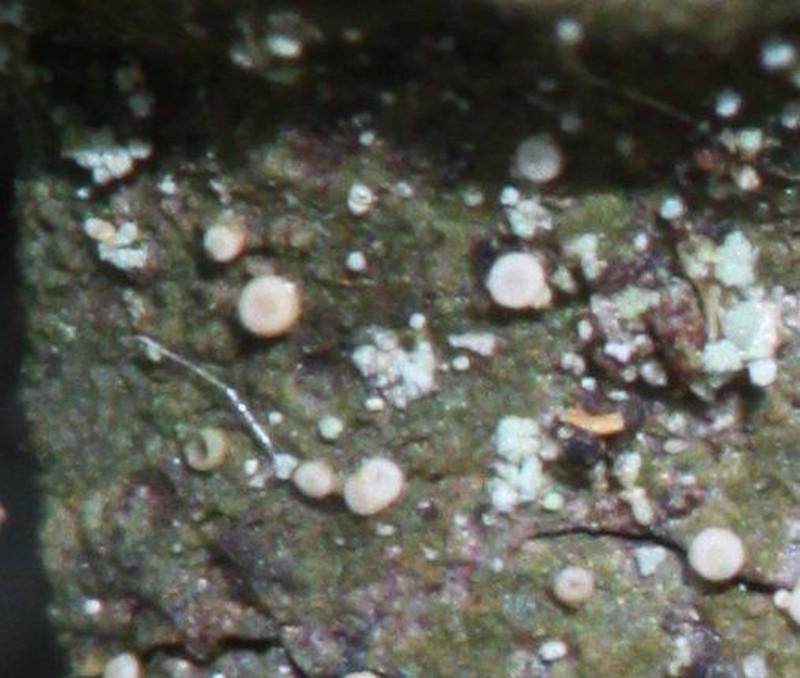 Dimerella Lichen photo 2