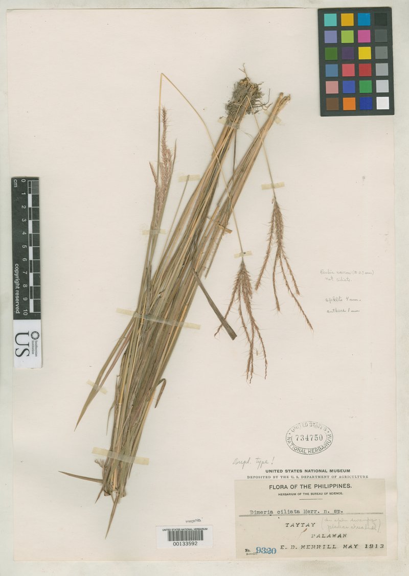 Dimeria ciliata