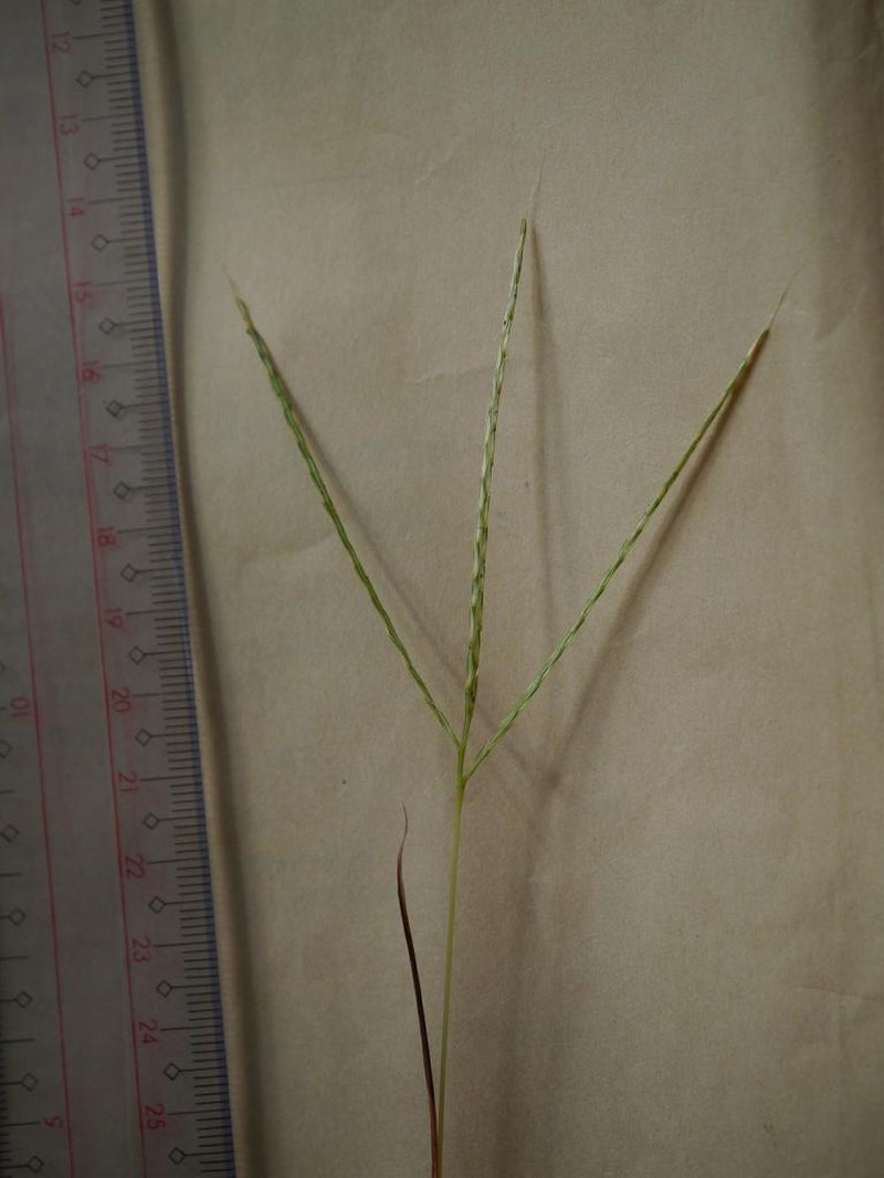 Dimeria ornithopoda