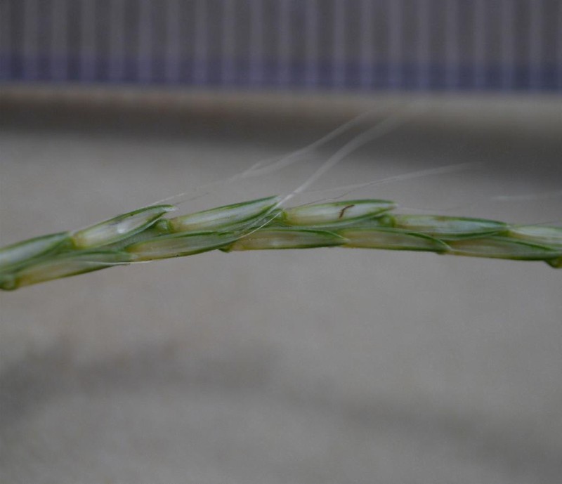Dimeria ornithopoda photo 2