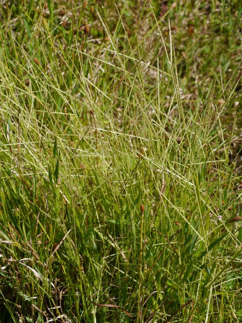 Dimeria ornithopoda photo 3