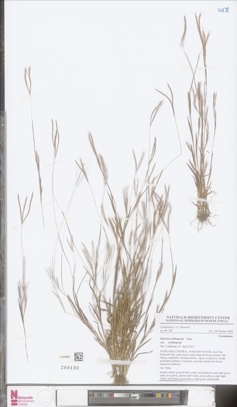 Dimeria ornithopoda var. ornithopoda