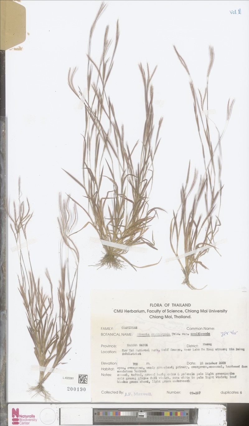 Dimeria ornithopoda var. ornithopoda photo 2