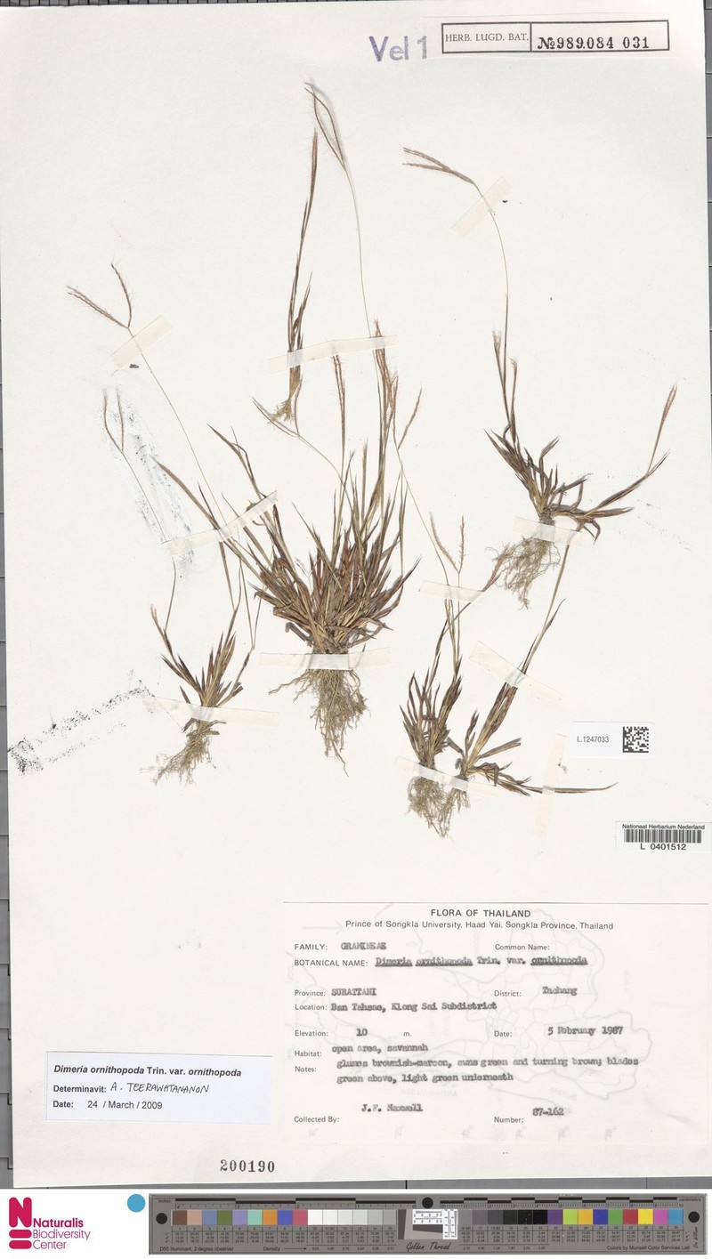 Dimeria ornithopoda var. ornithopoda photo 4
