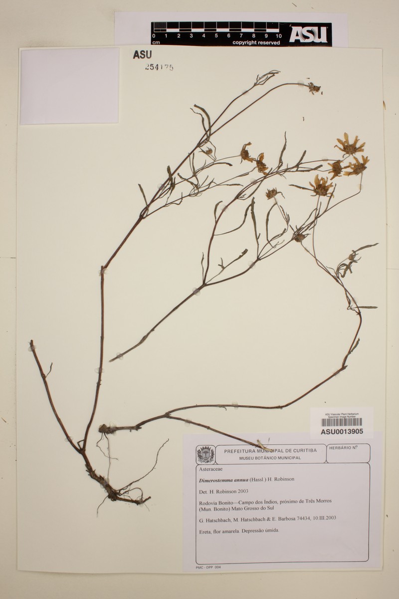 Dimerostemma annuum