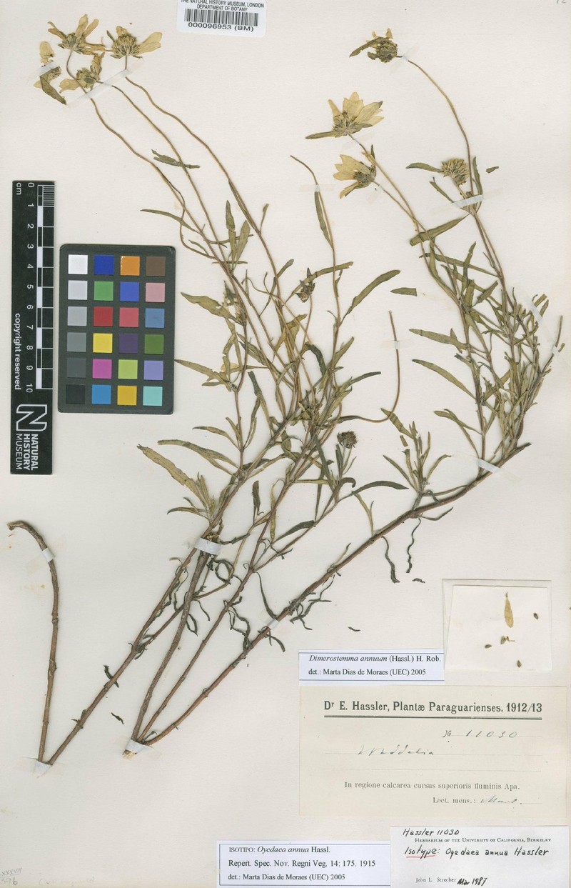 Dimerostemma annuum photo 2