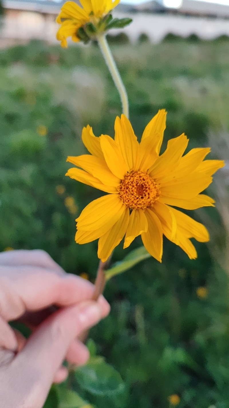 Dimerostemma arnottii