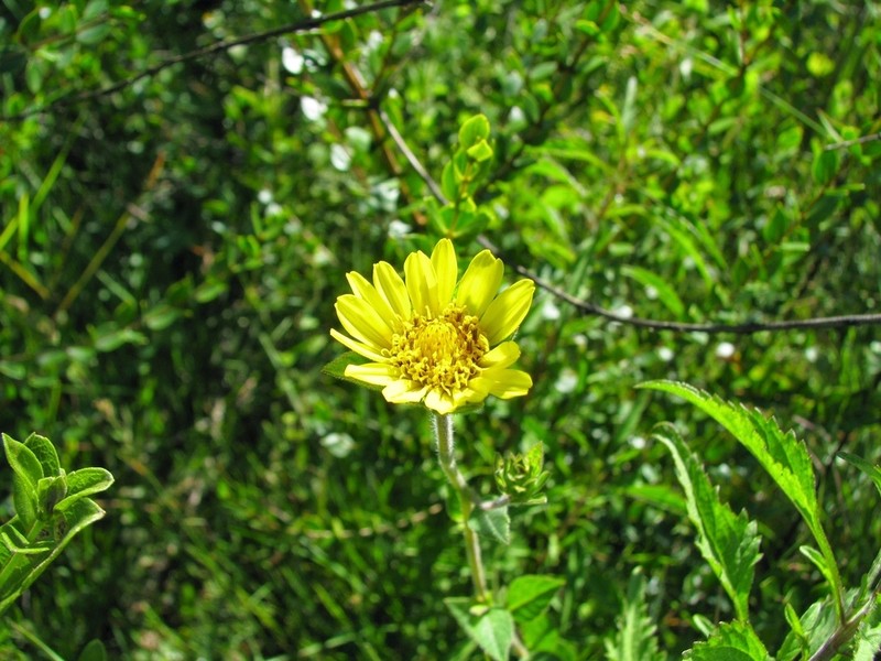 Dimerostemma arnottii photo 2