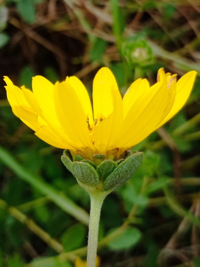 Dimerostemma arnottii photo 3