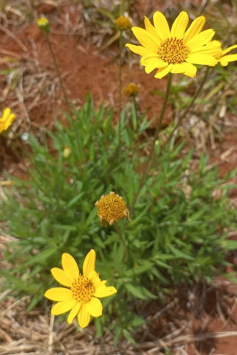 Dimerostemma arnottii photo 4