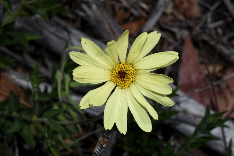 Dimerostemma arnottii photo 5