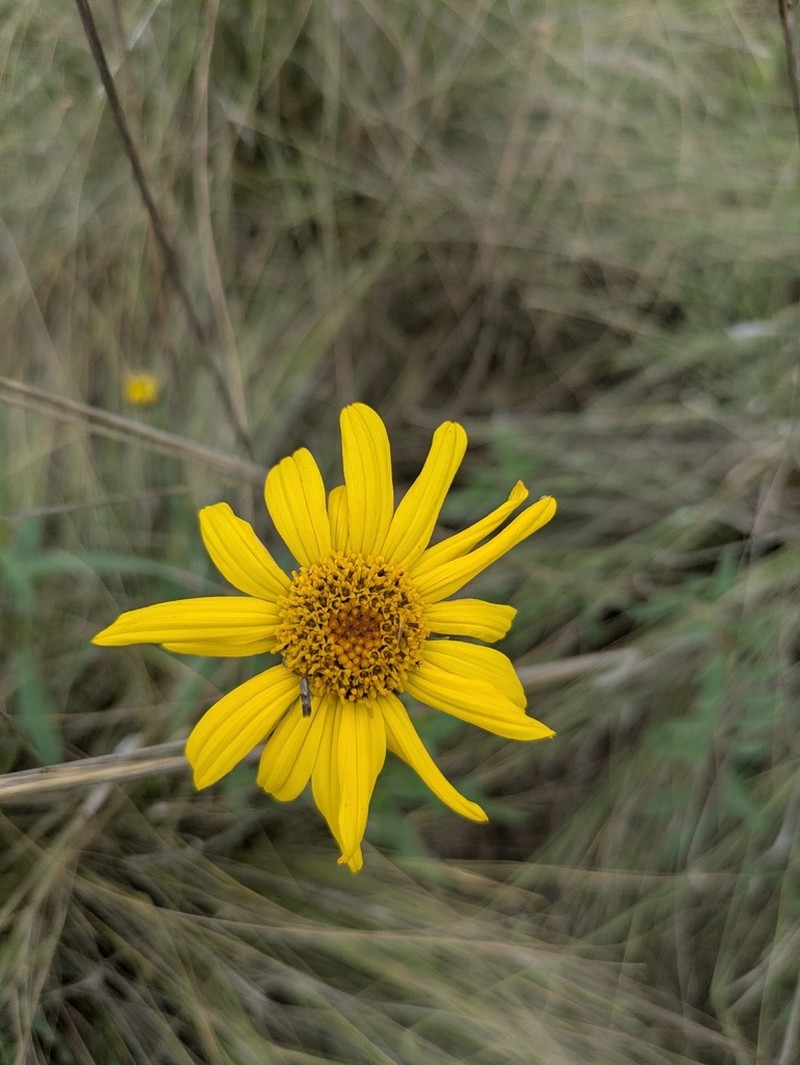 Dimerostemma arnottii photo 8
